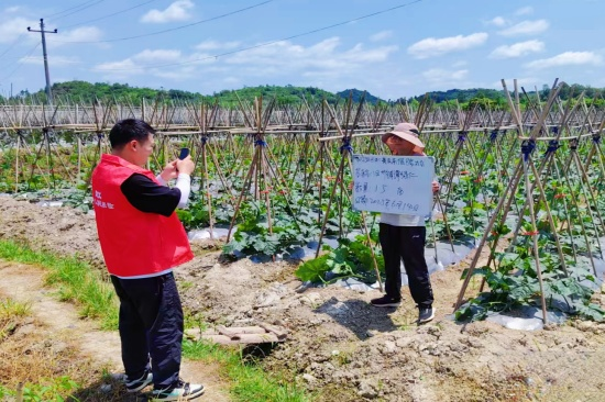 张吧策路 人保财险贵州安顺西秀支公司：开展特色蔬菜承保验标 护航农业发展